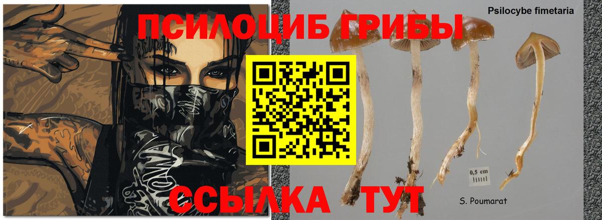 Псилоцибиновые грибы MAGIC MUSHROOMS Элиста